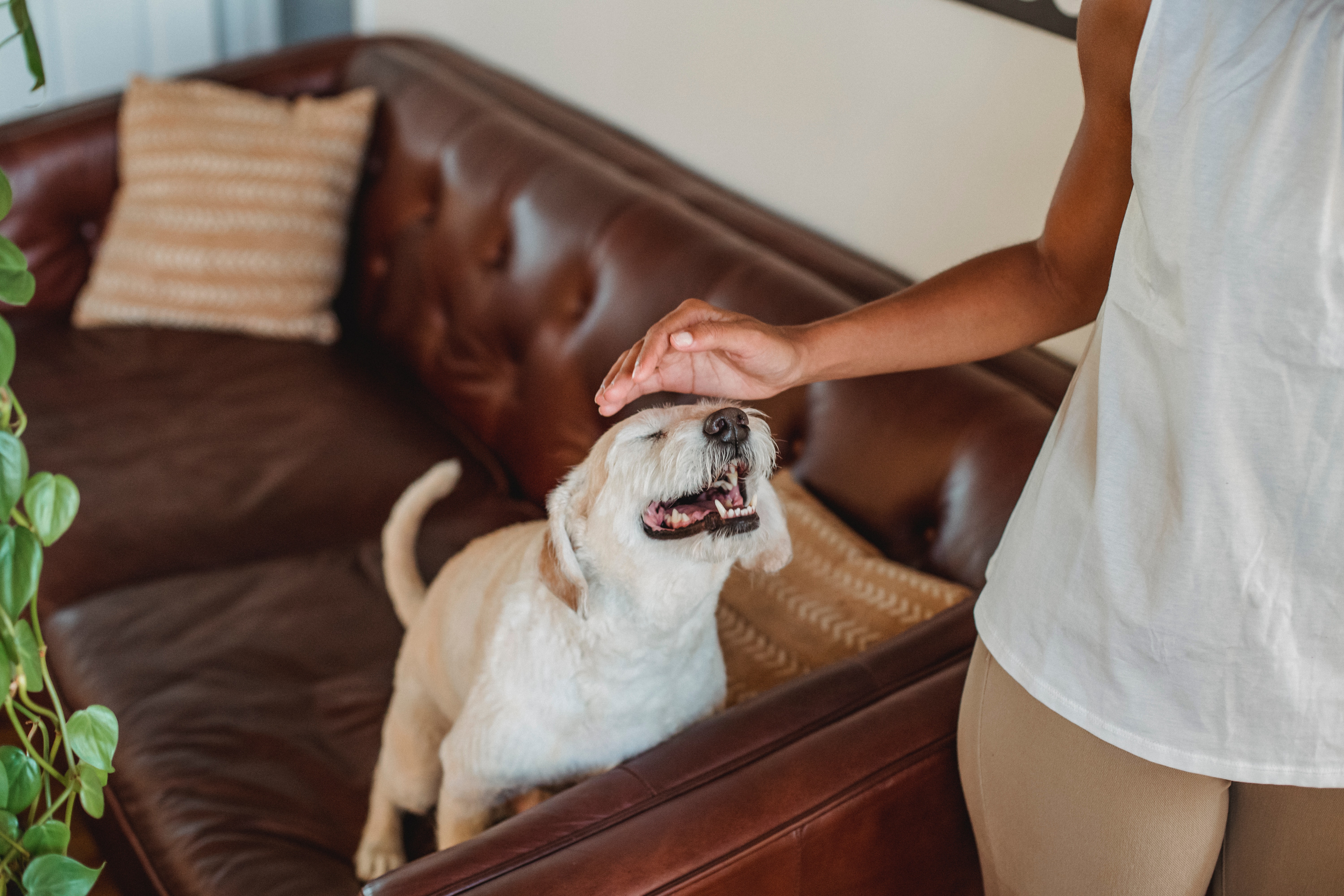 5 señales con las que tu perro demuestra que te ama