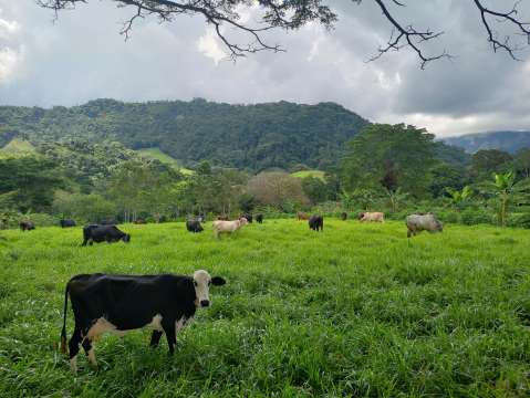 Productos y servicios del bosque, aliados para una ganadería sostenible