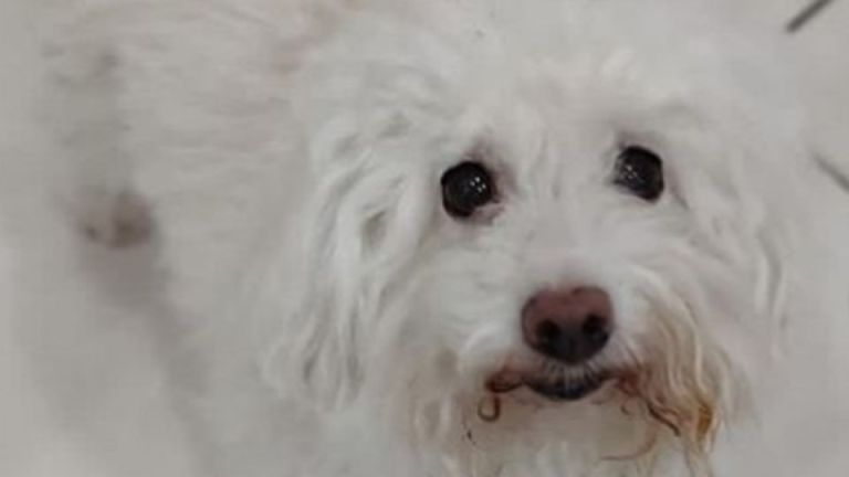“Te amo, Sofi”, perrita fue abandonada con una conmovedora carta