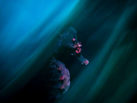 Las fotografías de naturaleza ganadoras del concurso 2024 TNC Oceanía