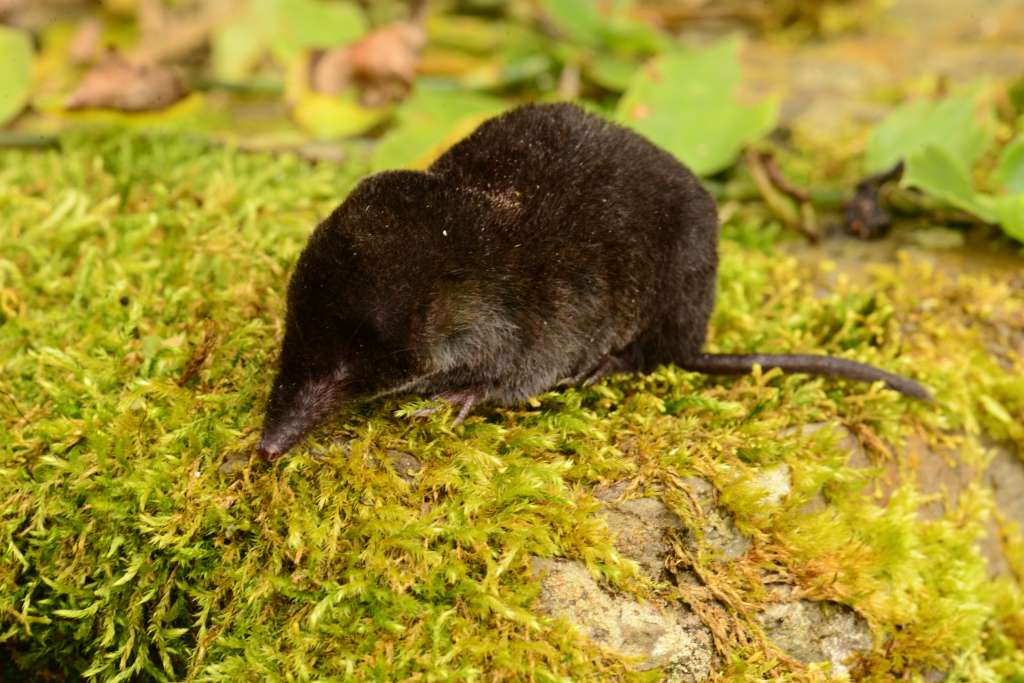 La musaraña de patas cortas de la Cordillera Oriental (Cryptotis brachyonyx).