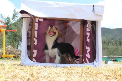 Las vallas políticas que antes pedían votos ahora dan techo a perros sin hogar