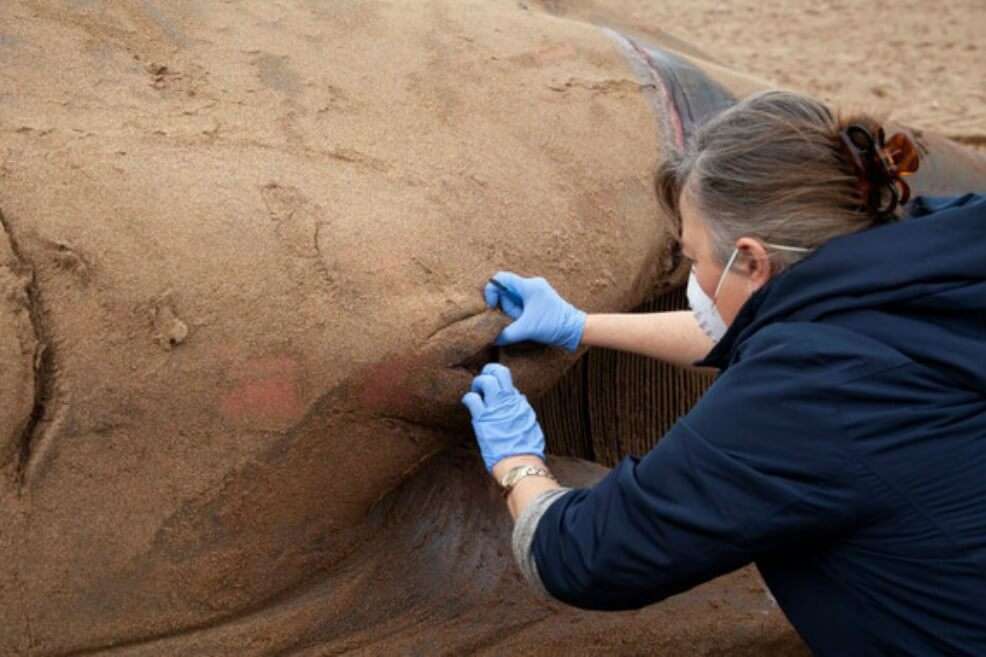 La investigadora Elena Vecino extrajo el ojo de la ballena en la playa de Sopela, Bizkaia (España), antes de ser retirada del arenal. / Agencia SINC - Xabier Bañuelos / Ambar Elkartea
