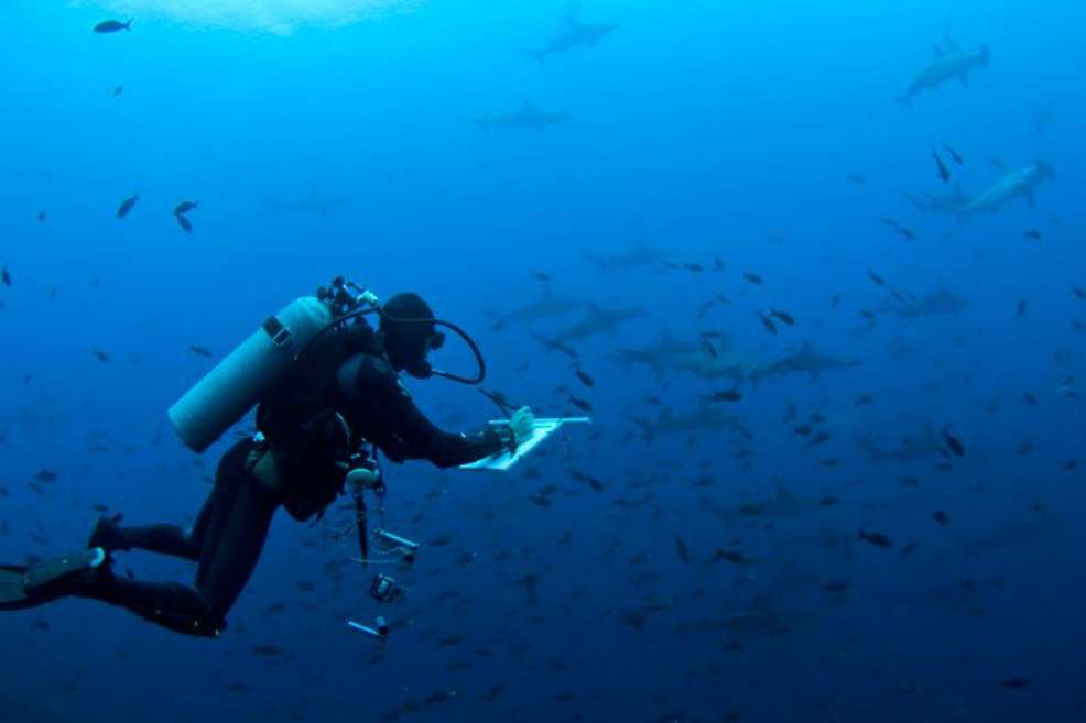 El ecólogo Pelayo Salinas trabajando entre tiburones. / http://www.darwinfoundation.org/