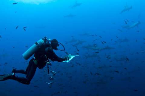 Tiburones y humanos, una batalla desigual