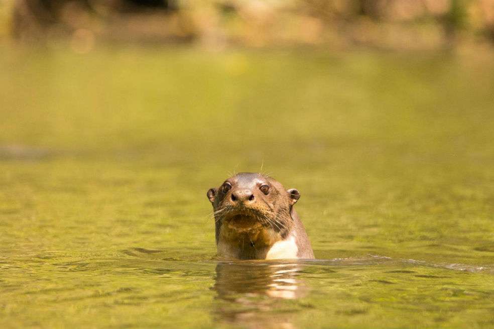 Las imágenes fueron compartidas con investigadores de nutrias en Nepal y validadas por especialistas del Grupo de Nutrias de la UICN, quienes confirmaron que se trataba de una Aonyx cinereus, la más pequeña de las especies de nutria y la única del continente con garras reducidas.