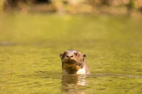 Una nutria enana asiática fue vista en Nepal, por primera vez, en más de 180 años