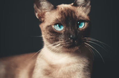 ¿Por qué la mayoría de gatos siameses son bizcos?