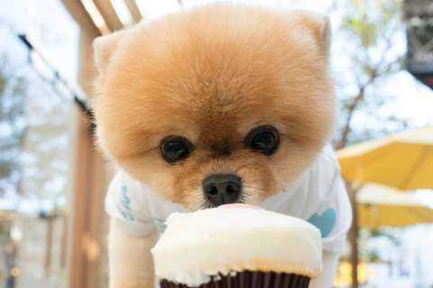 Jiffpom, el perro con más seguidores en el mundo
