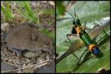Estos animales fueron añadidos a la Lista Roja de especies amenazadas