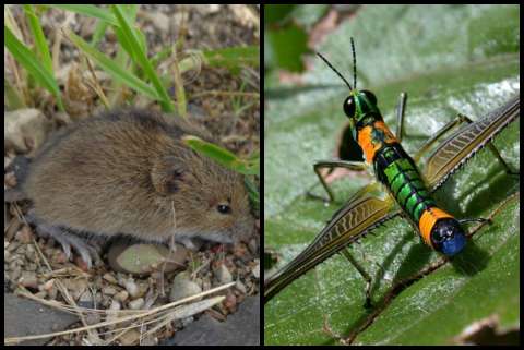 Estos animales fueron añadidos a la Lista Roja de especies amenazadas