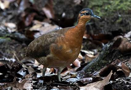 Nueva especie de ave en la Amazonia.
