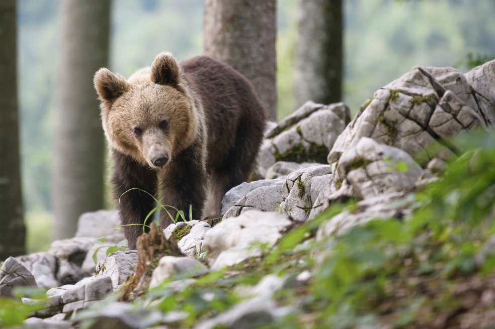 En la última década, el número de ejemplares de osos en los bosques de Eslovenia se ha duplicado hasta alcanzar un millar.