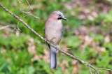 Esta sería la prueba del vínculo entre inteligencia y autocontrol en las aves