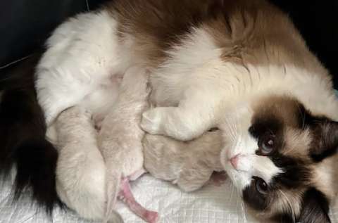 Emotiva reacción de una niña al encontrar a su gata con tres recién nacidos