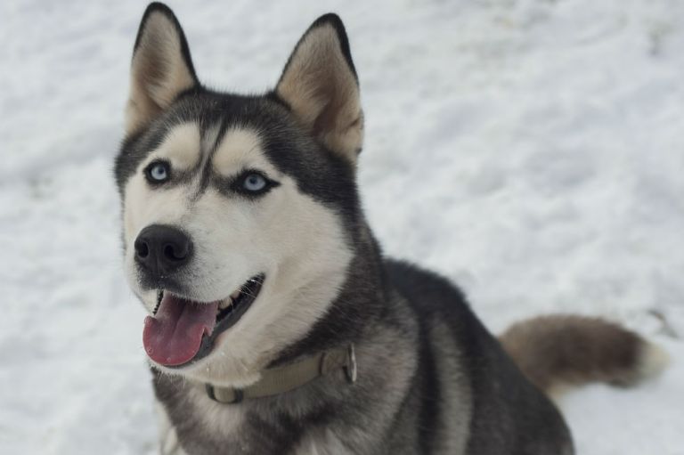 ¿Cuáles son las razas más antiguas de perros y gatos? Aquí el listado
