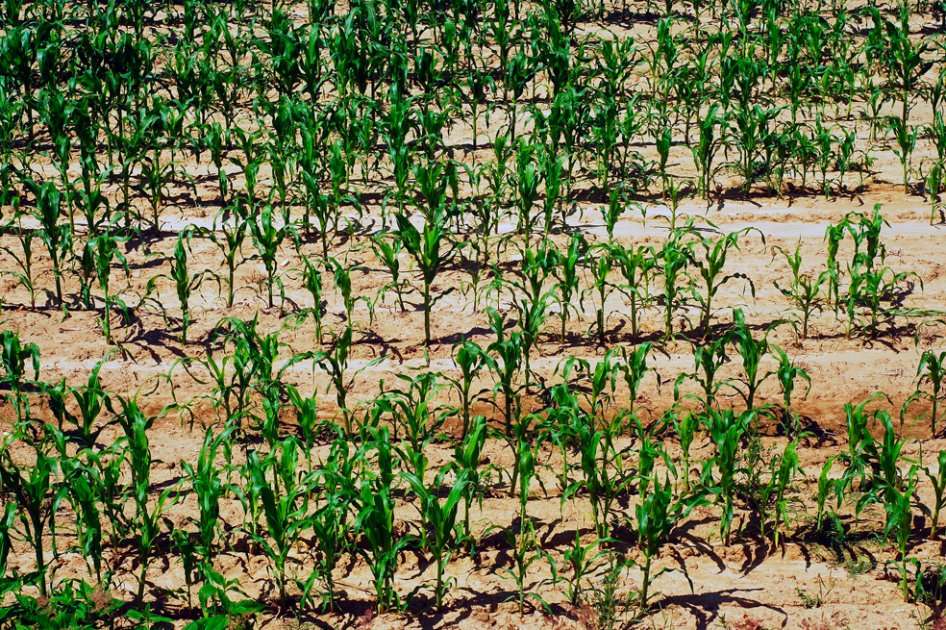 El fuerte verano tiene afectados los campos de producción agrícola / Archivo