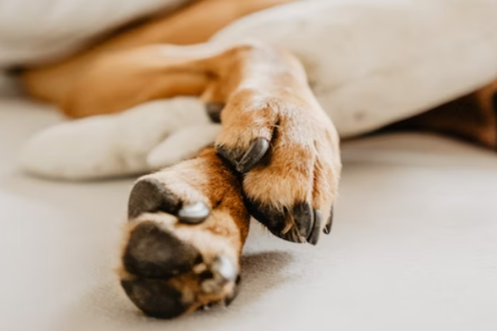 Pata de perro
