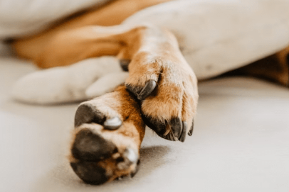 Pata de perro