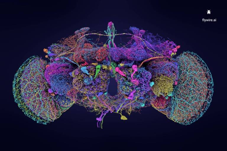 Logran el mapa del cerebro de la mosca de la fruta, un paso clave para los humanos