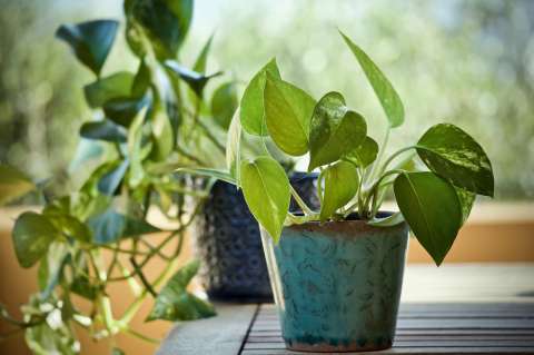 Guía para podar el poto y lograr una planta más frondosa y saludable