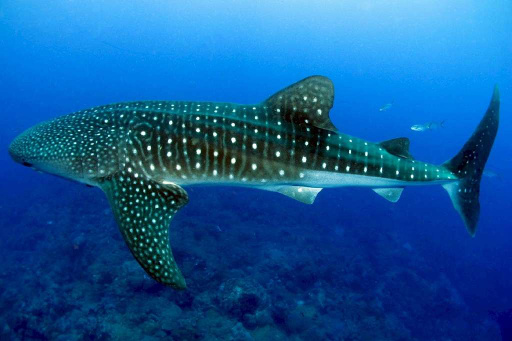 Imagen de referencia del tiburón ballena ("Rhincodon typus").