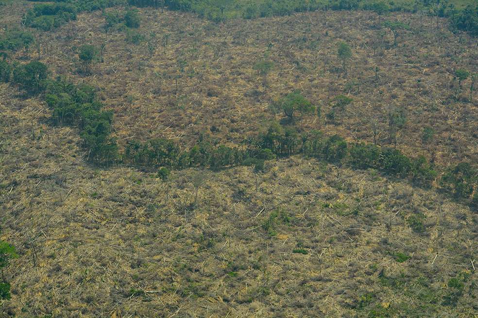 Para Colombia, la pérdida de selva virgen aumentó 9% entre 2017 y 2018. / Archivo Partícular