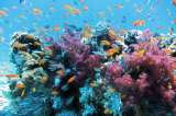 Predicen extinción masiva de vida marina si persiste el calentamiento global