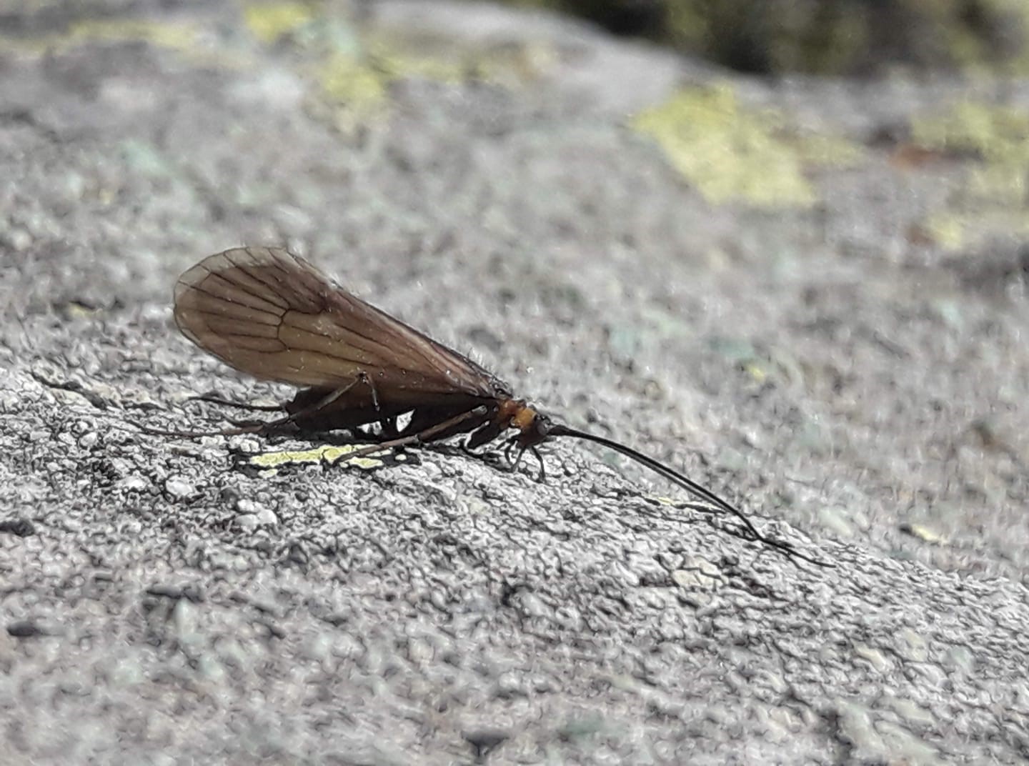Insecto Potamophylax coronavirus