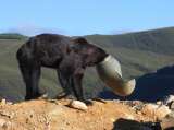 Liberaron a un oso que tenía su cabeza atorada en un contenedor