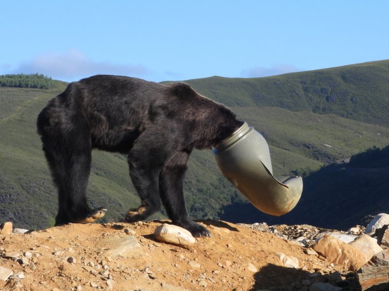 Liberaron a un oso que tenía su cabeza atorada en un contenedor