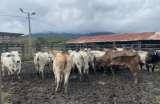 Se incautaron por contrabando más de $4.551 millones en productos del agro