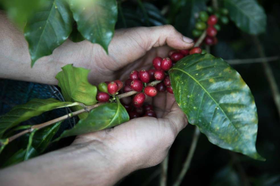 El precio internacional del café esta cerca de US$1 la libra. / Bloomberg.