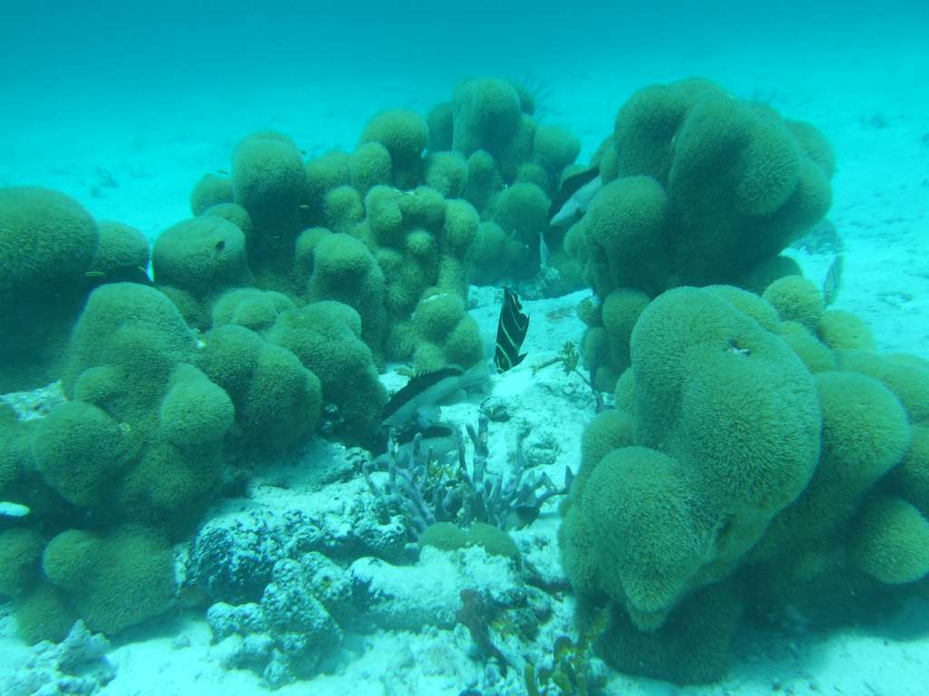 El cambio climático afecta al 41 % de las especies marinas amenazadas.