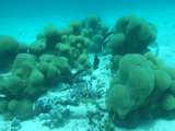 Cop15 | Más de 1500 especies marinas están en riesgo de extinción