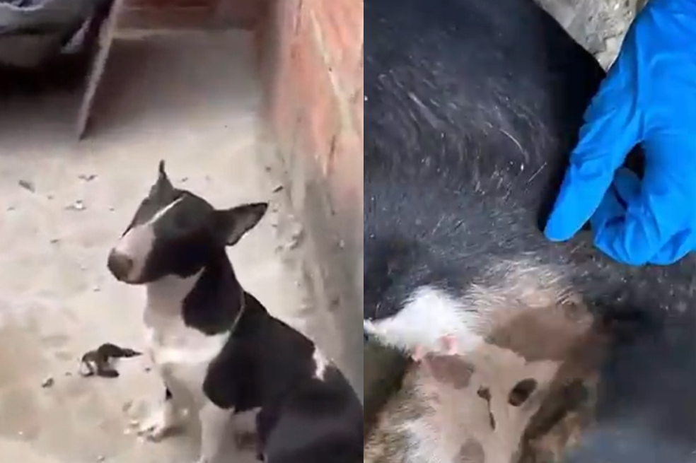Perrito lastimado