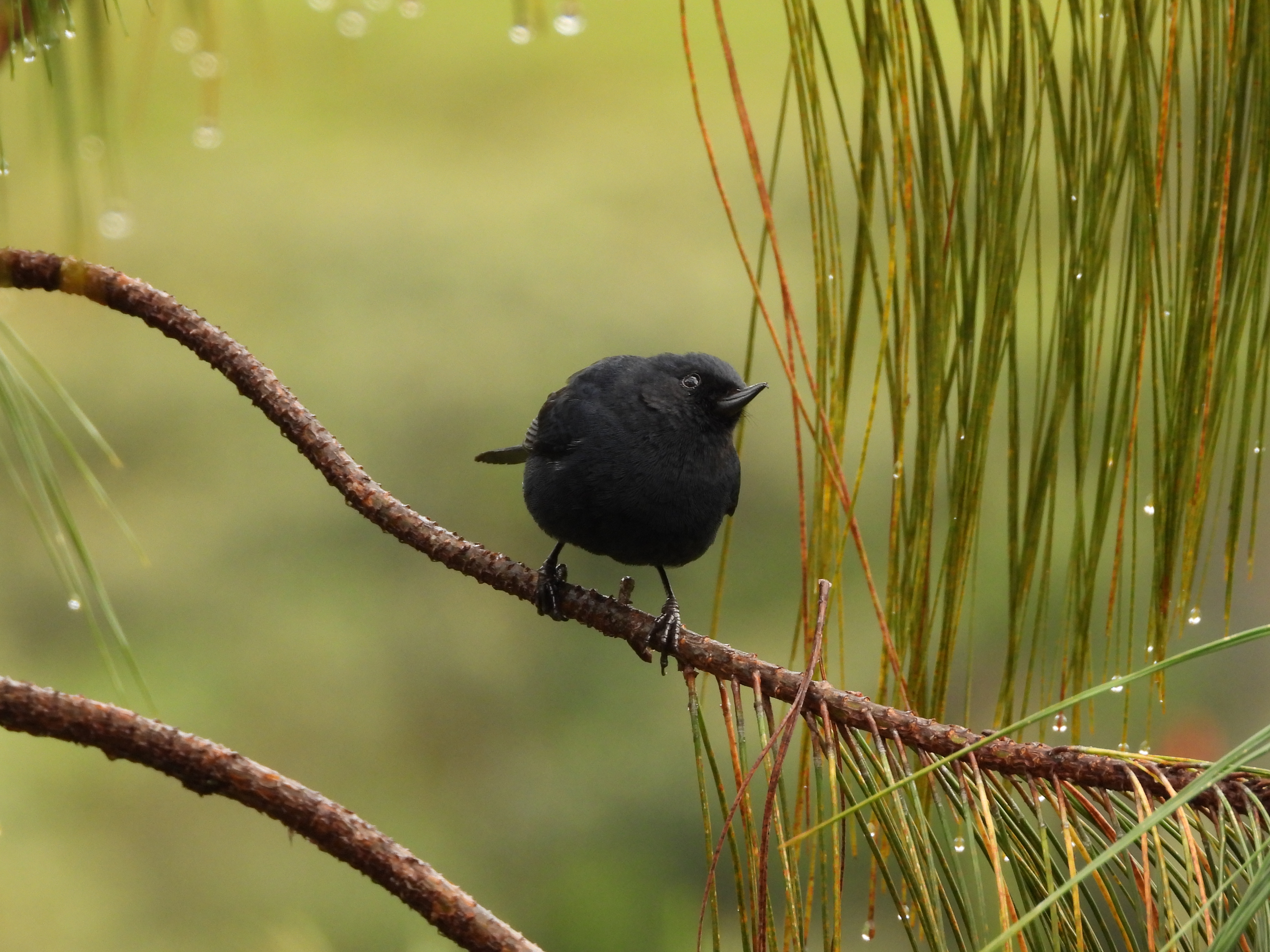 Nuevas especies de aves en Medellín