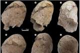 Encuentran el cráneo de una adolescente de hace 6.200 años y tiene forma de cono