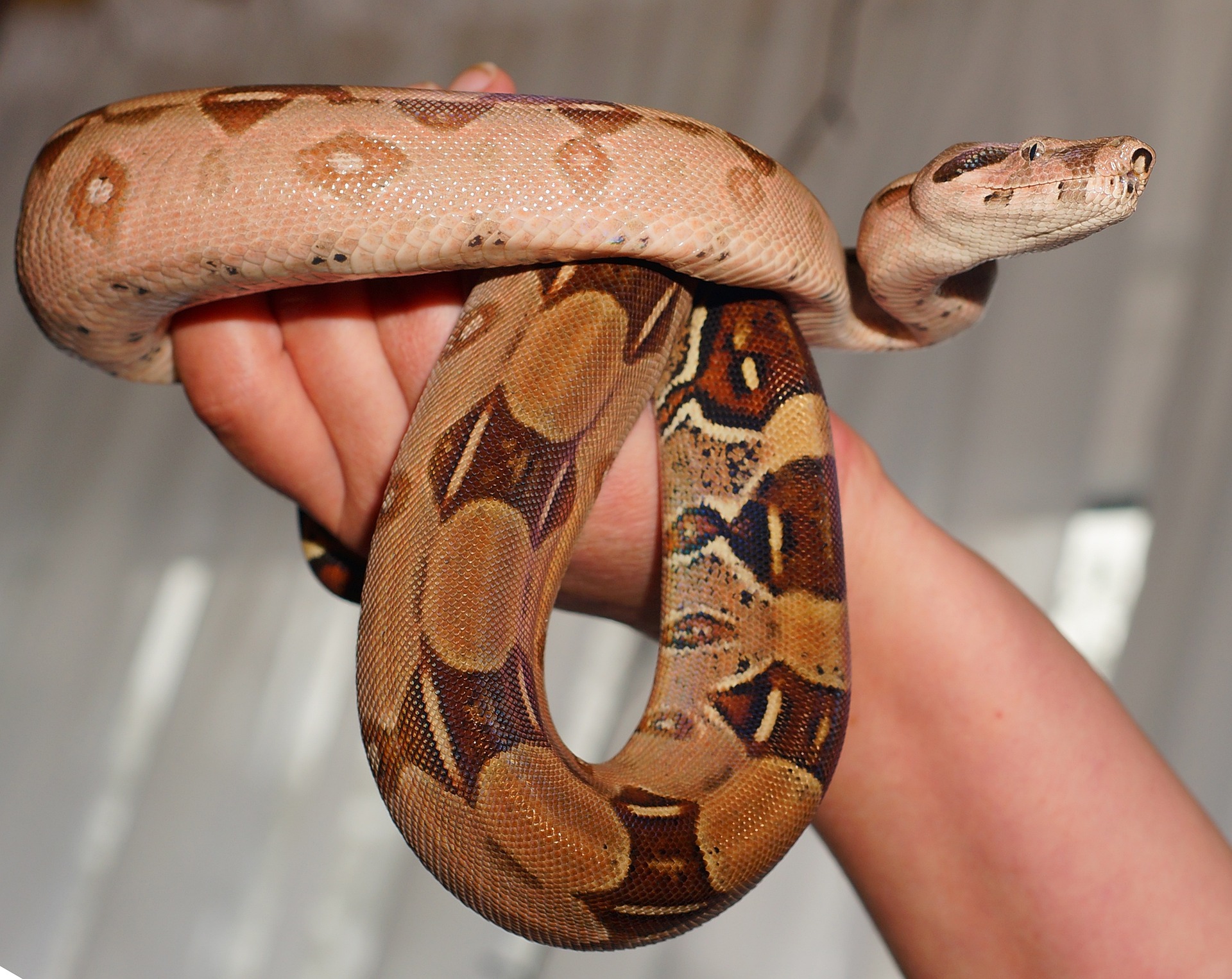 La serpiente estará en valoración médica por un mes, para que profesionales determinen si puede regresar a su hábitat natural.