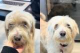 Manny, el perro que se quedó esperando a ser adoptado: su familia nunca llegó