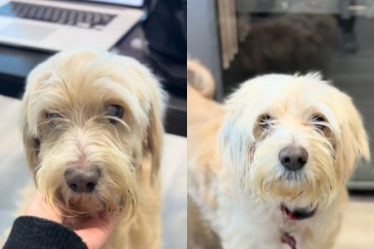Manny, el perro que se quedó esperando a ser adoptado: su familia nunca llegó