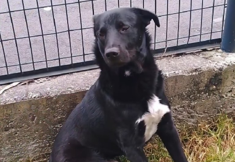 Buscan hogar de paso urgente para perro rescatado en el sur de Bogotá