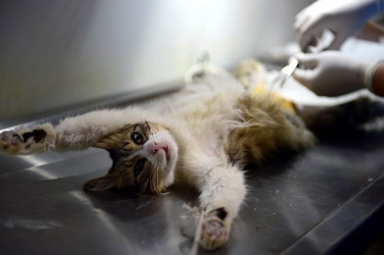 Instituto de Protección Animal adelanta jornadas de vacunación y adopción en Bogotá