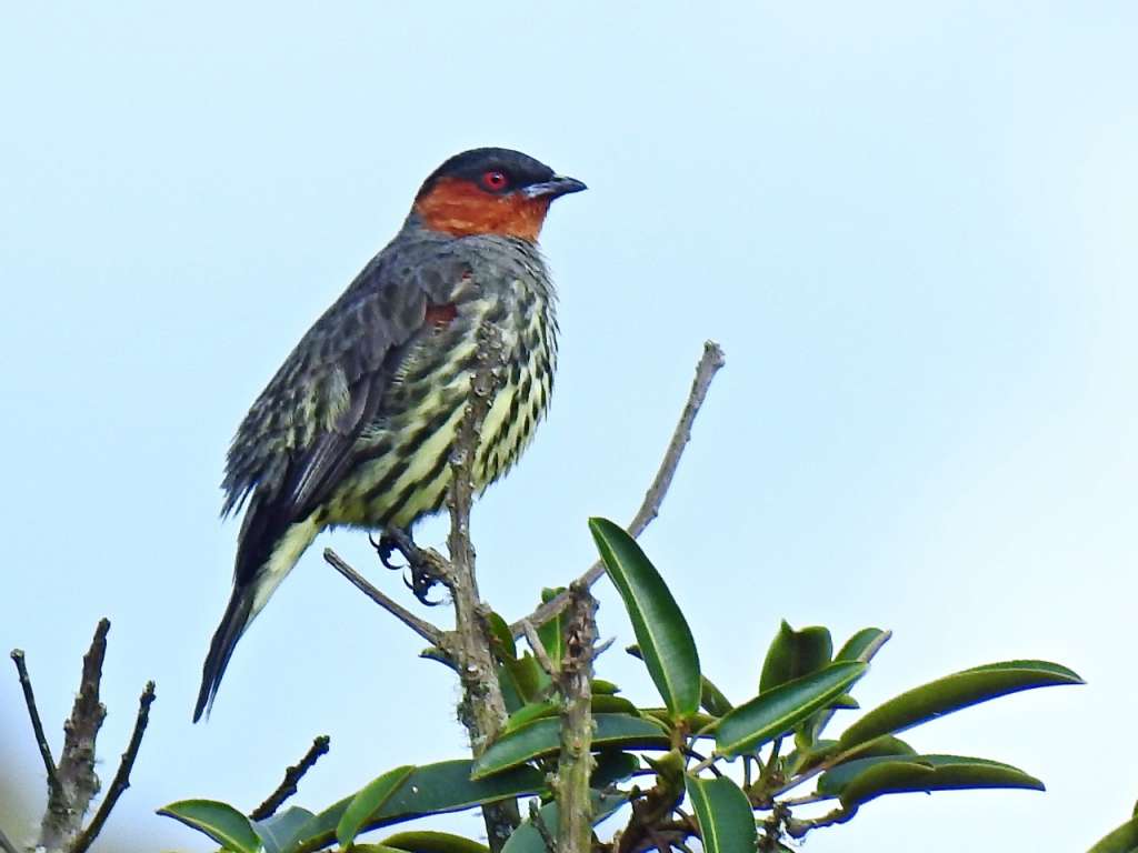 Cotinga alirrufa (Ampetion rufaxila) avistada en Huila el pasado 5 de mayo. / Corporación Autónoma Regional del Alto Magdalena -CAM-