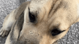 En video: perrito abandonado camina hasta un santuario para pedir amor y refugio
