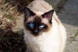 ¿Qué razas de gatos se llevan mejor entre sí?