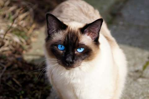 ¿Qué razas de gatos se llevan mejor entre sí?