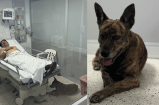 La historia de Jack, el perro que no abandona a su amo en hospital de Medellín