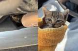 “Escucho un gato”: el rescate que cambió la vida de un creador de contenido