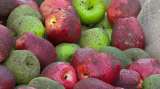 Londres: protestan con manzanas podridas por violencia sexual de policías